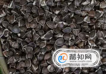 辣木籽的功效作用和食用方法