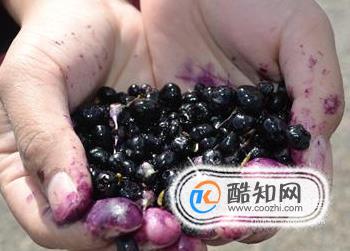 黑枸杞的正确吃法和步骤