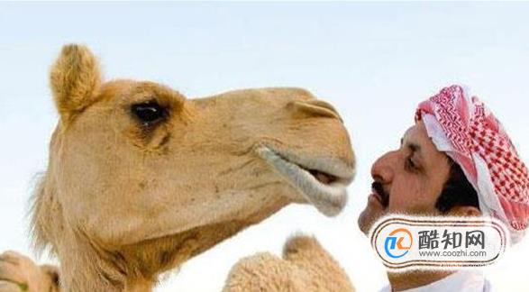 骆驼奶的副作用是什么？长期喝骆驼奶有什么危害