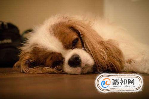 幼犬患细小病毒的前期的表现症状