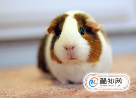 荷兰猪的叫声都是什么含义 如何分辨