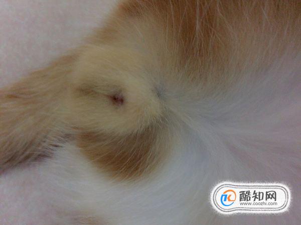 猫怎么分公母？