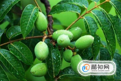 青橄榄怎么吃？