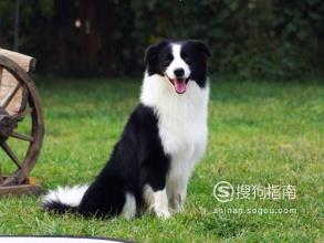 世界上5大最聪明的狗狗