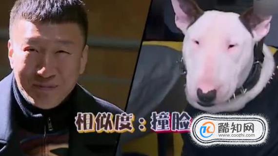 长得像孙红雷的狗狗是什么品种好养吗