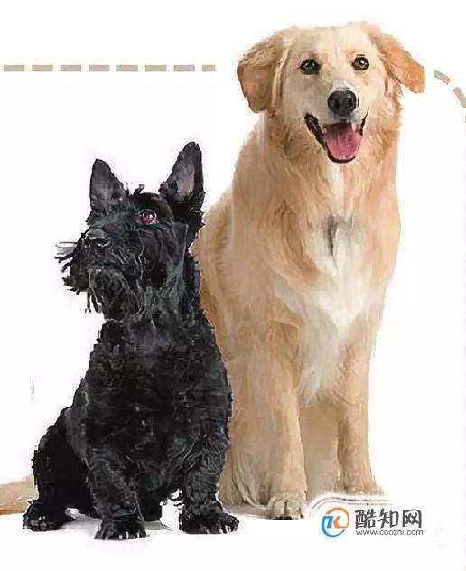 如何判断猫狗是否有狂犬病