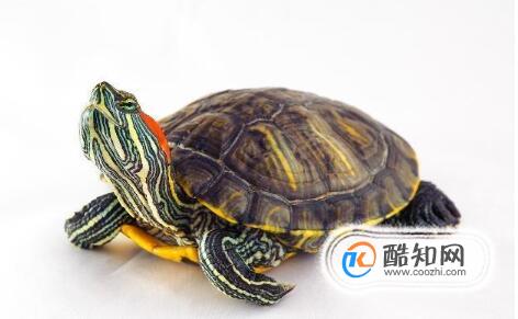 比较好养的龟有哪些？哪种龟最好养？怎么饲养？