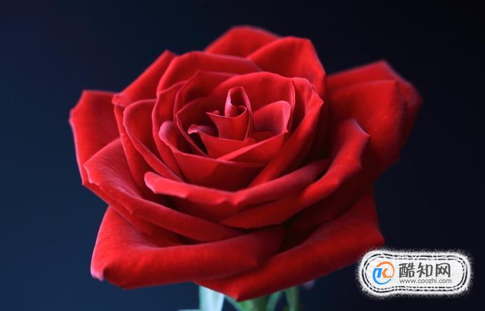 玫瑰的花语是什么？