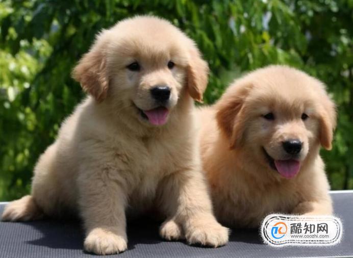金毛幼犬怎么喂养