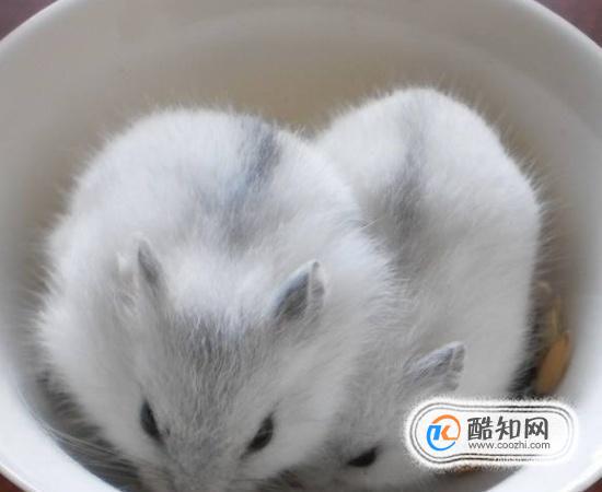 银狐仓鼠饲养方法 银狐仓鼠怎么养