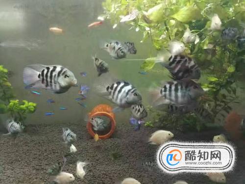 迷你鹦鹉鱼怎么养