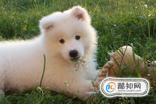 新买的小狗晚上一直乱叫怎么办？
