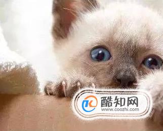怎样给猫咪剪指甲最正确