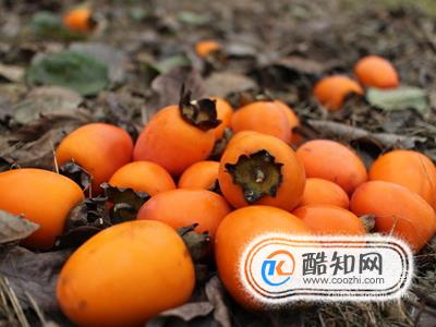 怎样家庭自制柿饼