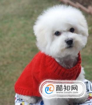 怎么养好比熊幼犬