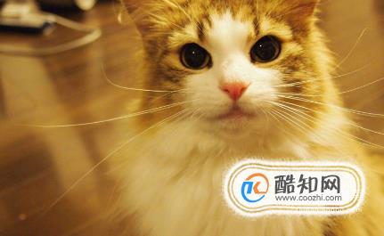 猫拉稀怎么办