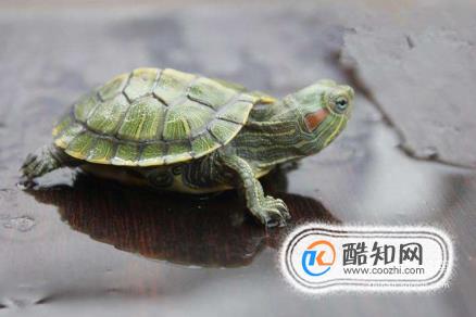 怎样预防治疗乌龟腐皮腐甲病症