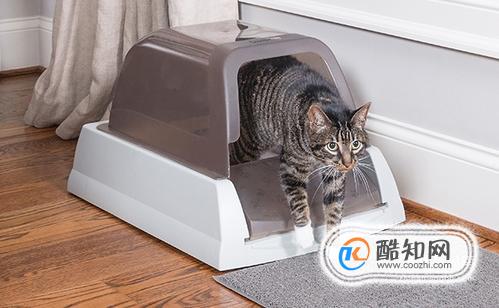 猫砂盆放哪里比较好？