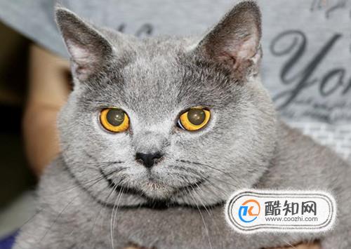 如何饲养英短蓝猫