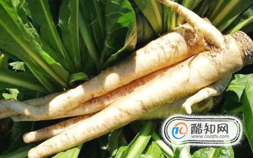 怎样用蒲公英根正确泡水喝