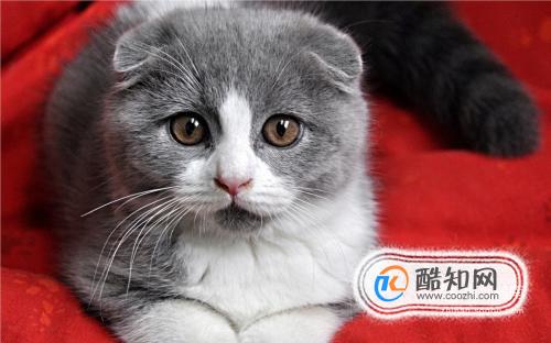 折耳猫为什么不能养