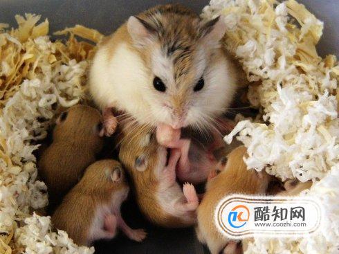 仓鼠生宝宝后该怎么处理 仓鼠生宝宝后怎么照顾