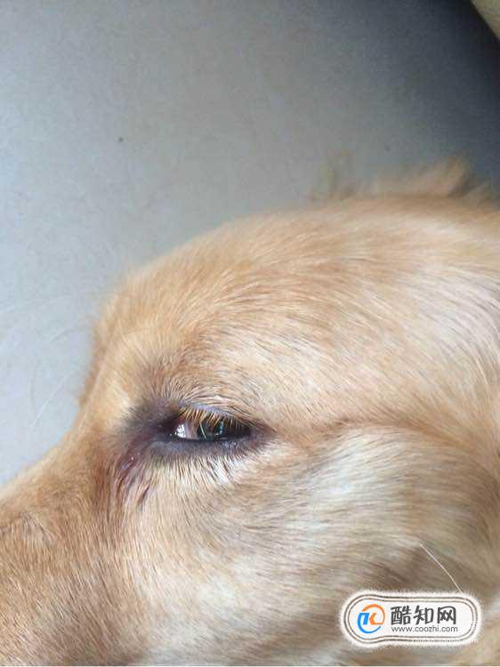 狗狗眼睛红肿怎么办？