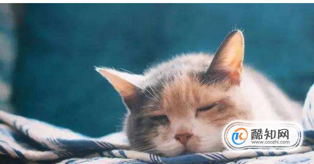 猫咪呕吐的治疗办法（呕吐的原因）