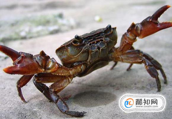 螃蟹死了还能吃吗