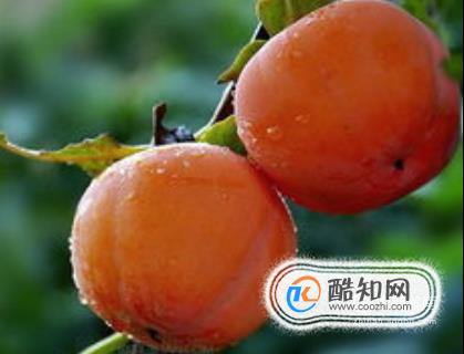 怎么晒柿子干