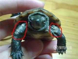 龟龟得了腐皮病如何治疗