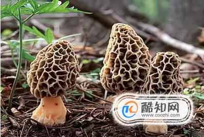 羊肚菌的营养与功效