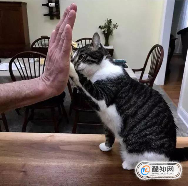 如何如何训练猫咪击掌