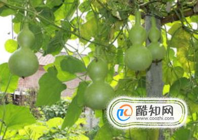 葫芦怎么保存处理不得不知