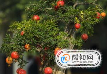 石榴树应该怎样修剪更适合它生长