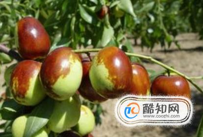 如何挑选冬枣