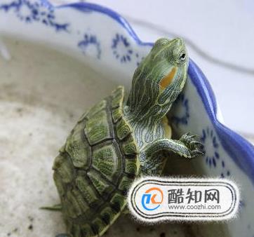 巴西龟冬眠要放水吗？