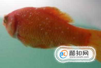 金鱼身上有很多白点怎么办