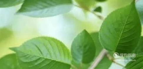 分享创意植物标本手工制作