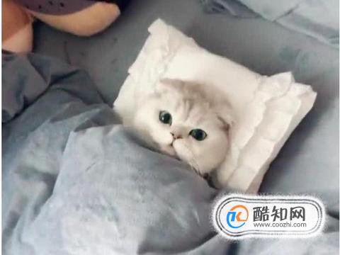 猫咪床上尿尿的原因和应对方法