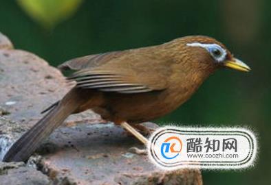 画眉鸟怎么养