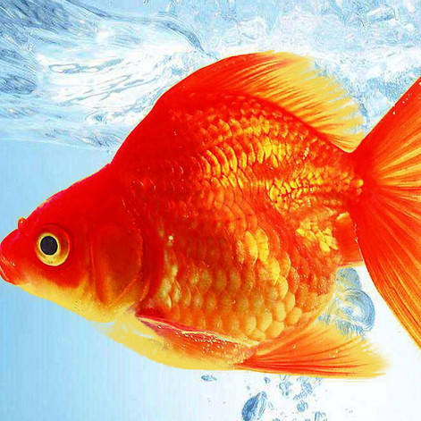 漂亮的金鱼是由什么演变而来的？