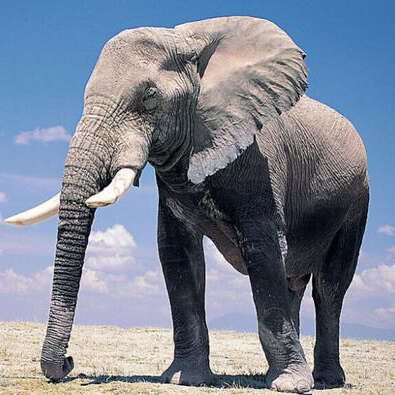 大象40岁换第几套臼齿？