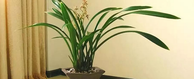 兰花盆栽的养殖方法和注意事项有哪些？