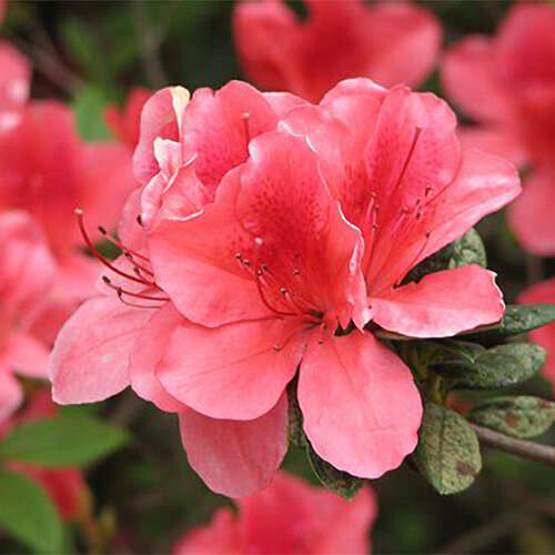 花中西施是什么花？