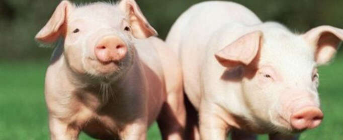 养猪的利润与成本分别是多少？