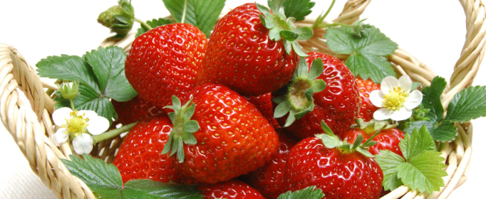 怎么种草莓？