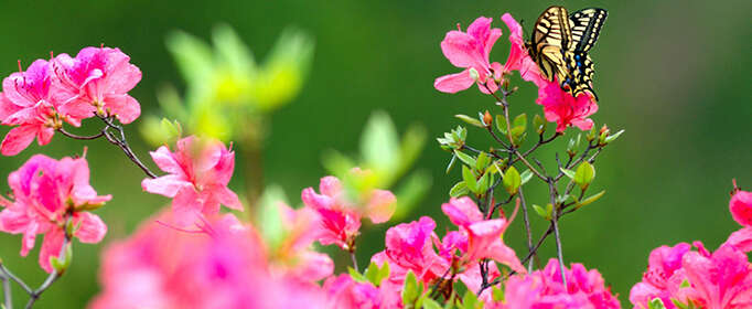 关于阳春三月的美景诗句有哪些？