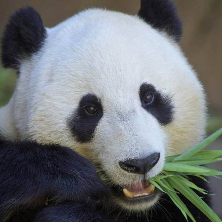 大熊猫有没有冬眠的习性？