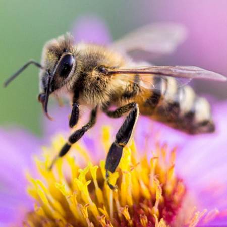能够制造蜂蜡的是哪种类型的蜜蜂？